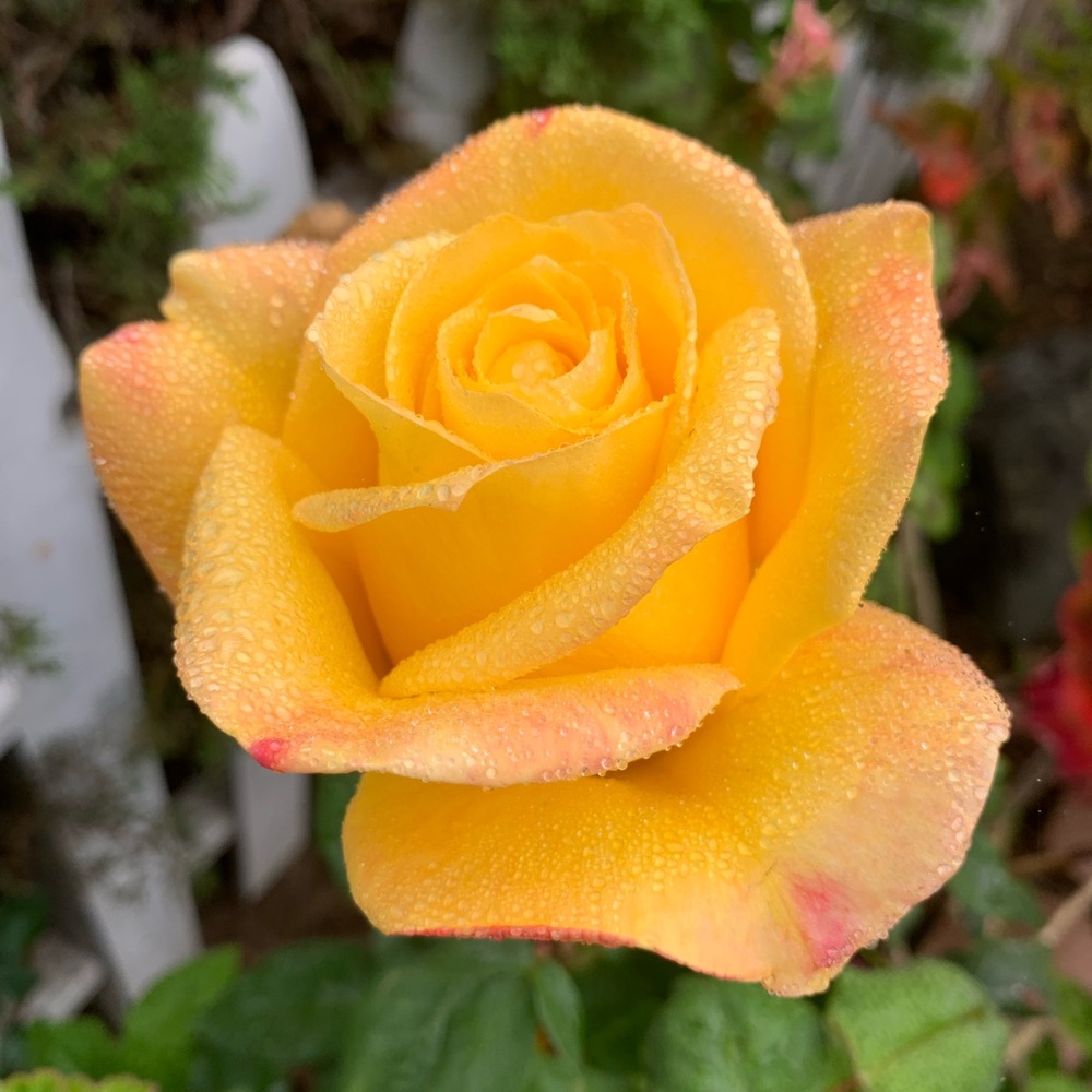 Meet your Posher, Bre